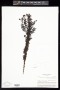 Scrophularia densifolia Urb. & Ekman