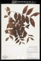 Chamaecrista xinguensis (Ducke) H.S.Irwin & Barneby