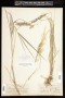 Calamagrostis canadensis (Michx.) P.Beauv.