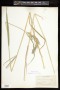 Calamagrostis canadensis (Michx.) P.Beauv.