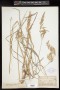 Calamagrostis canadensis (Michx.) P.Beauv.
