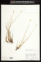 Danthonia unispicata (Thurb.) Munro ex Macoun