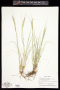 Danthonia parryi Scribn.