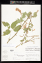Pithecellobium insigne Donn.Sm.