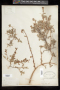 Symphoricarpos longiflorus A.Gray