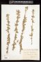 Melochia tomentosa L.