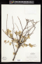 Melochia tomentosa L.