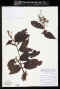 Miconia ibaguensis (Bonpl.) Triana