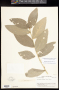 Bernardia corensis (Jacq.) Müll.Arg.