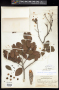 Chaetocarpus globosus (Sw.) Fawc. & Rendle
