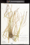 Enteropogon chlorideus (J.Presl) Clayton