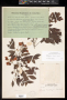 Senna tonduzii (Standl.) H.S.Irwin & Barneby