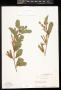 Senna uniflora (Mill.) H.S.Irwin & Barneby