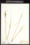 Hesperostipa comata (Trin. & Rupr.) Barkworth