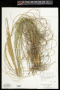 Uniola virgata (Poir.) Griseb.