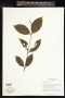 Psychotria polycephala Benth.