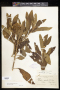 Pluchea odorata (L.) Cass.