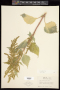 Iva xanthifolia Nutt.