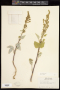 Iva xanthifolia Nutt.