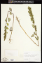 Iva xanthifolia Nutt.