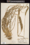 Phleum pratense L.