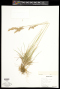 Poa pratensis L.
