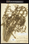 Copernicia glabrescens H.Wendl. ex Becc.