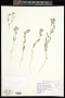 Lagophylla ramosissima Nutt.