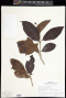 Byrsonima chrysophylla Kunth