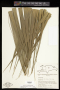 Calyptronoma rivalis (O.F.Cook) L.H.Bailey