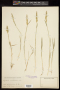 Polypogon viridis (Gouan) Breistr.