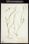 Polypogon viridis (Gouan) Breistr.