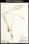 Pseudoroegneria spicata (Pursh) Á.Löve