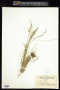 Poa palustris L.