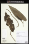 Piper pseudopothifolium C.DC.