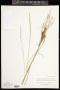 Pseudoroegneria spicata (Pursh) Á.Löve