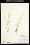 Sporobolus jacquemontii Kunth