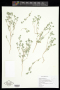 Lagophylla ramosissima Nutt.
