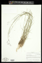 Triplasis purpurea (Walter) Chapm.