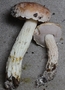 Austroboletus orientalis