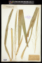 Zizania aquatica L.