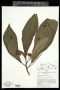 Rhytidophyllum lanatum Urb. & Ekman