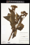 Rhytidophyllum auriculatum Hook.