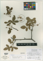 Bursera heliae Rzed. & Calderón