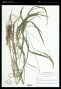 Bromus nottowayanus Fernald