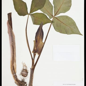 Arisaema triphyllum (Jack-in-the-pulpit)