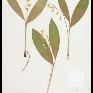 Convallaria majalis (Lily of the valley)