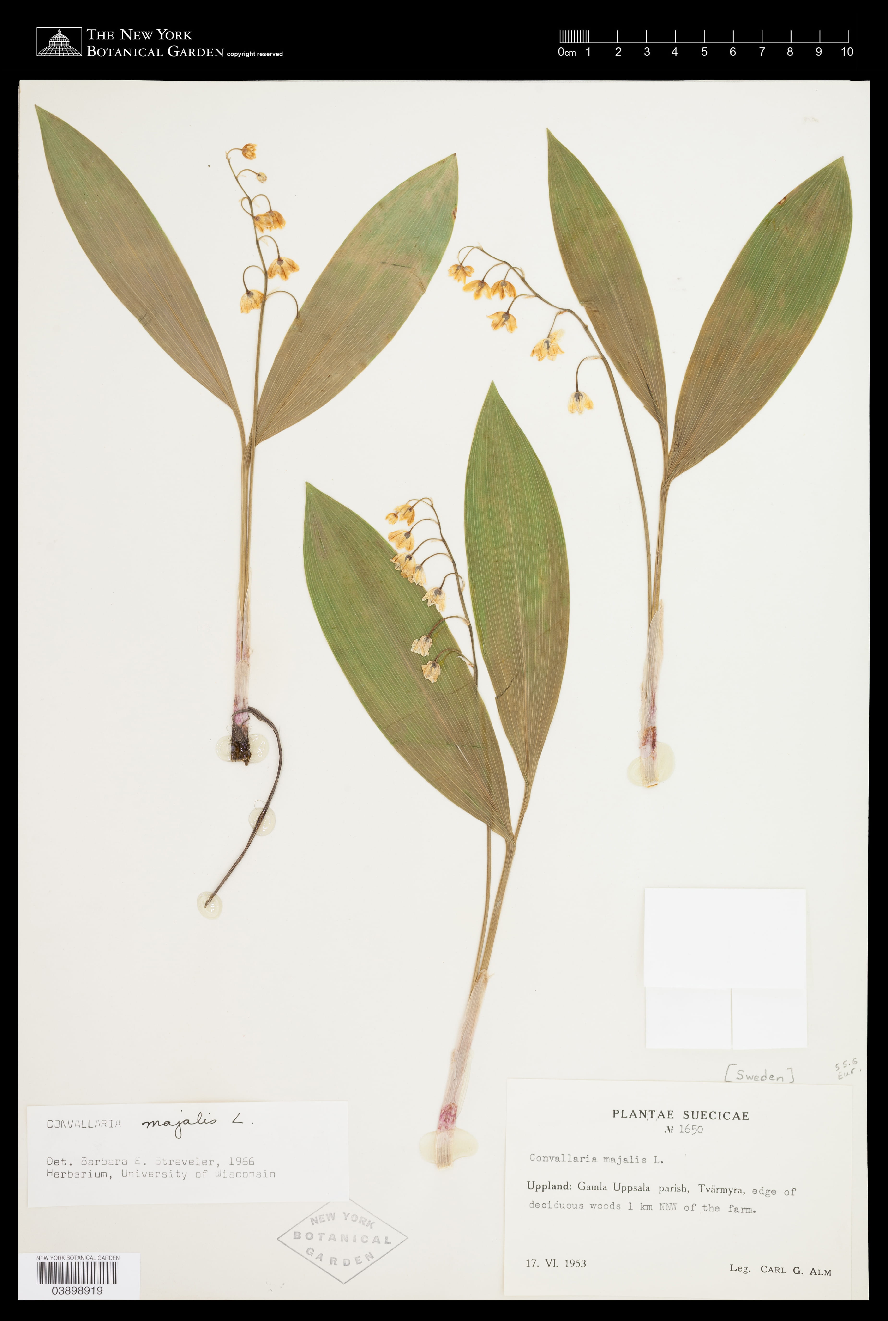 Plant image of Convallaria majalis