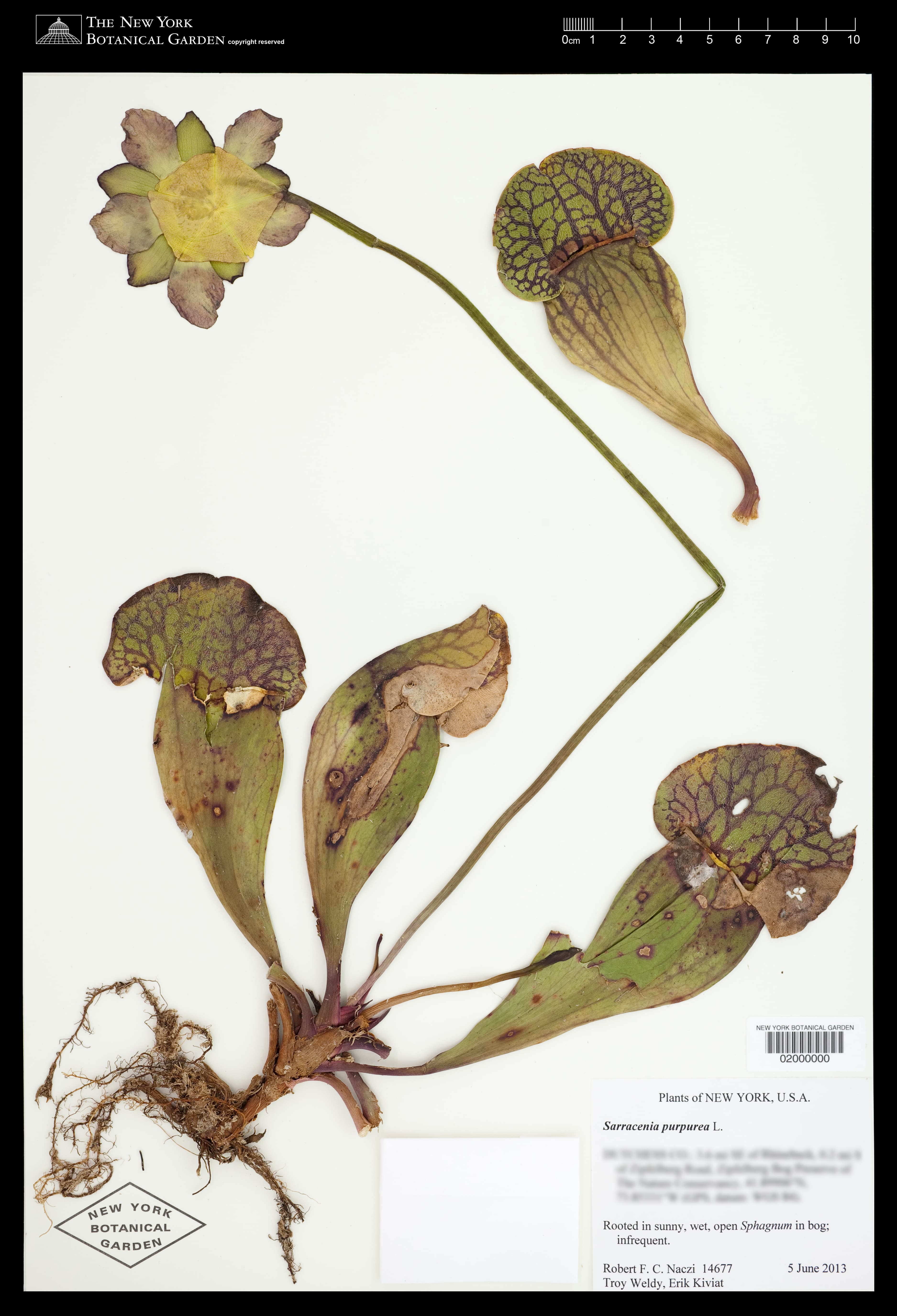 Plant image of Sarracenia purpurea