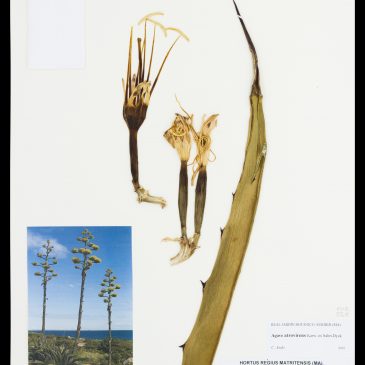 Agave atrovirens (Asparagaceae)